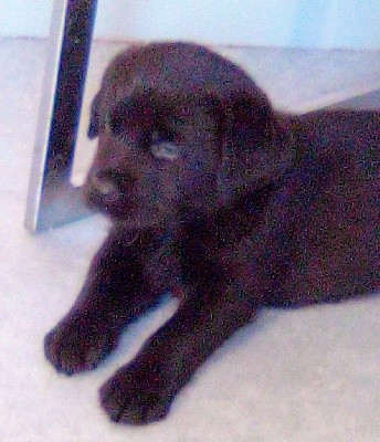 CHIOT